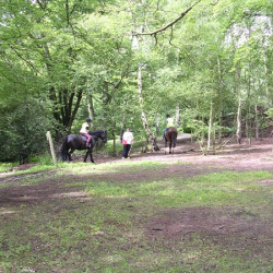 26 Horses  Beech Hill