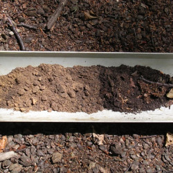 45 Soil Profile  Beech Hill